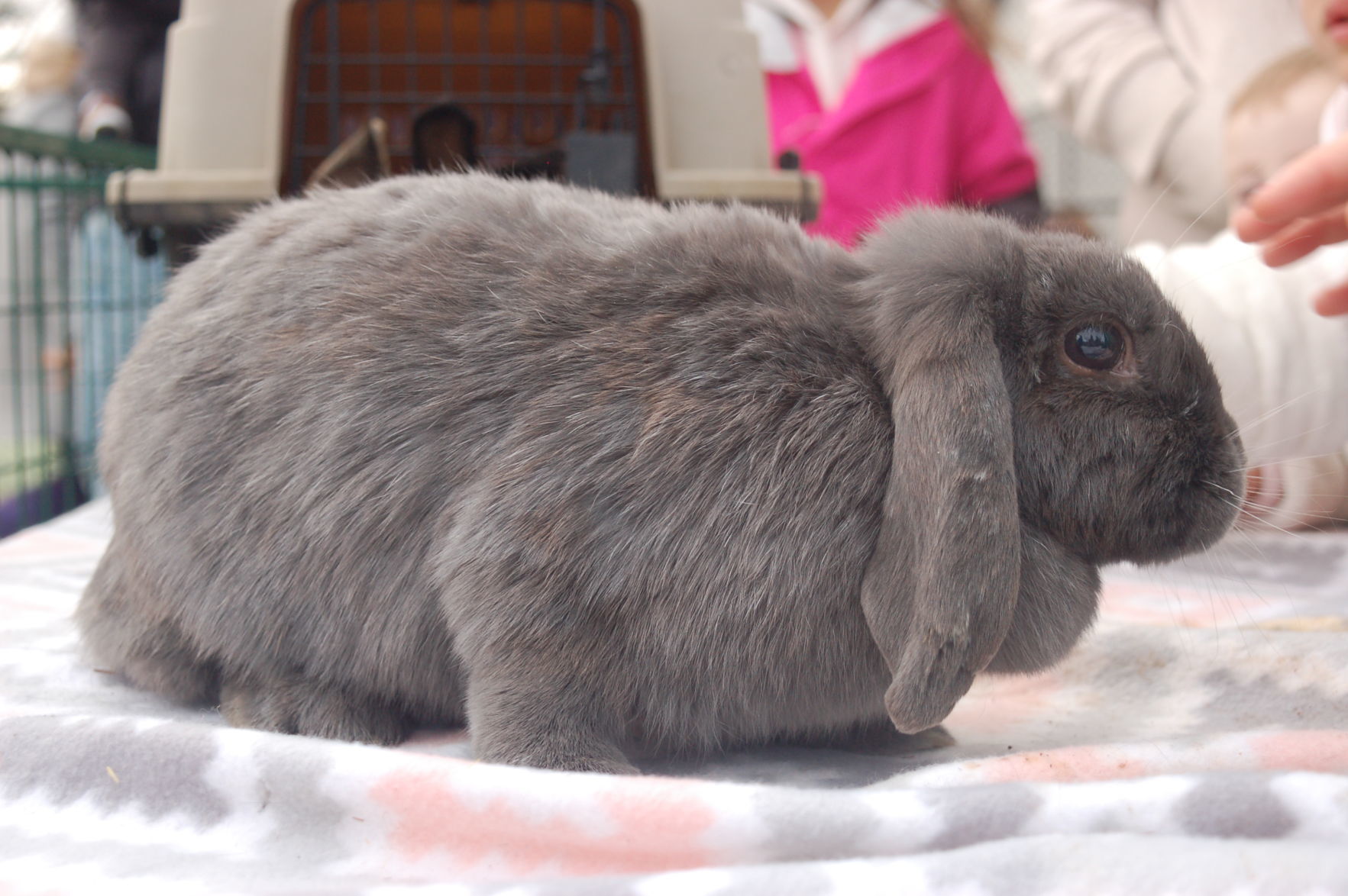 Rabbit